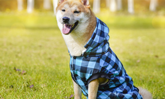 宠物服饰行业市场消费调查及未来发展机遇