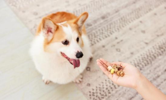 宠物零食行业发展现状及发展趋势分析2024