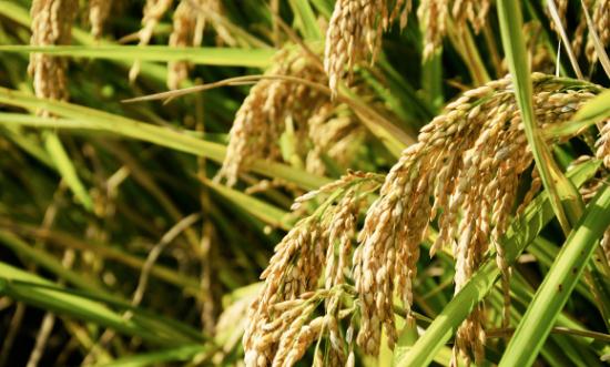 水稻种植产业供需格局现状及未来发展空间分析2024