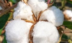 棉花行业发展分析 新疆棉花主要质量指标达近五年来最好水平