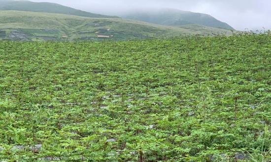 中药材GAP基地行业前景研究：预计在未来几年内市场规模将突破1万亿元