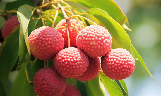 广东茂名特早熟荔枝上市 荔枝行业现状及市场展望2024