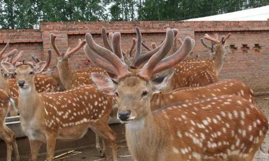 2024鹿茸养殖行业发展研究与市场经济价值分析