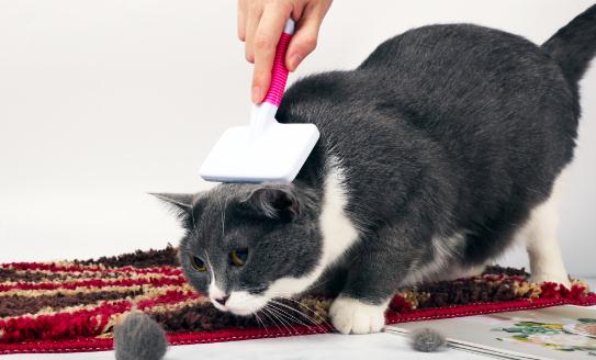 “它经济”盛行，宠物经济行业发展广而快并逐步拟人化