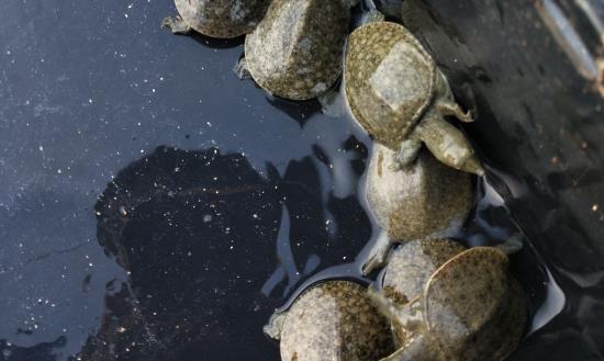 2024甲鱼养殖行业前景与市场成本利润：国外市场将会增长迅速