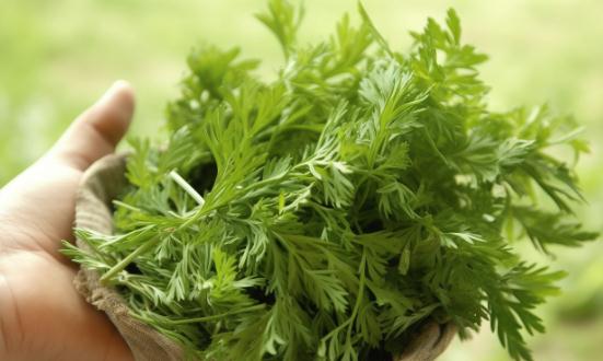 艾草产业发展现状及市场供需格局分析2024