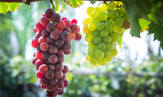 中国特色农产品：积极延伸和拓展农业产业链，培育发展农村新产业新业态