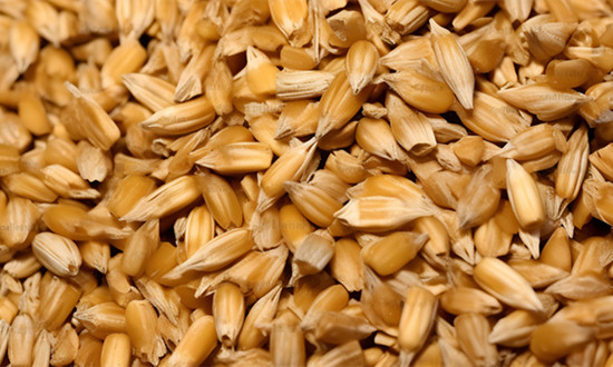 2024麦芽行业格局及市场趋势分析：麦芽产业正在向集中化、现代化、高端化趋势转变