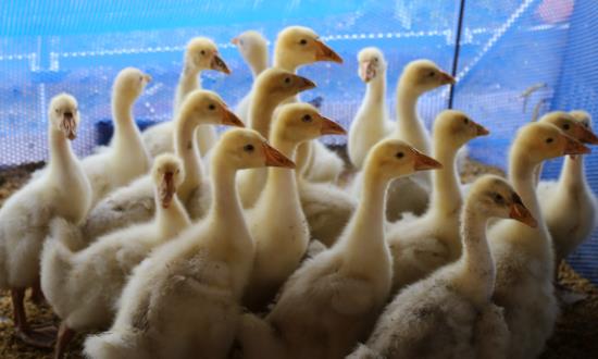 家禽行业产业链供需布局与未来趋势：朝着规模化、集约化方向发展