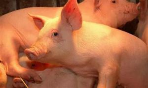 2024年生猪养殖行业市场发展现状及发展规划分析 继续抓好生猪稳产保供工作