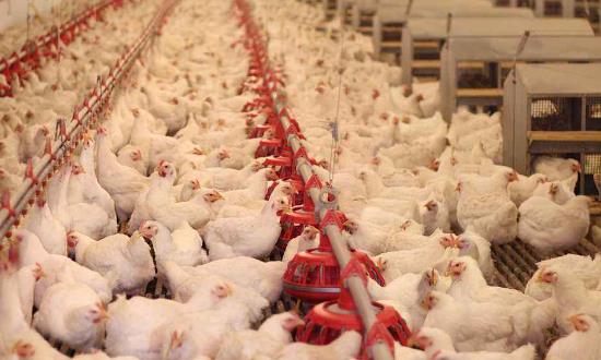 2024年肉鸡养殖行业深度调研与市场预测