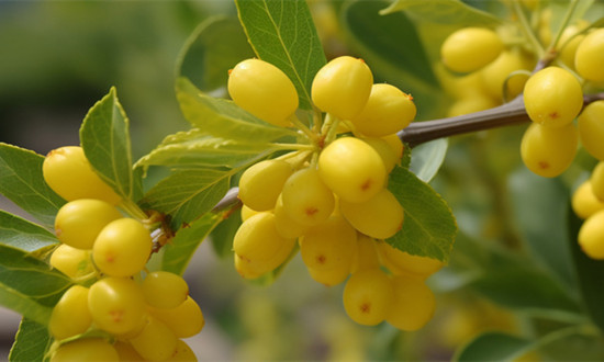 槐花皂甙的主要应用领域及市场需求前景分析
