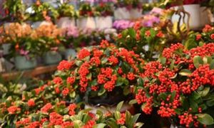 2024年中国花卉种植行业发展现状分析与投资前景预测 蝴蝶兰市场销售红火 淡季不淡