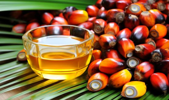 2024木本油料行业现状及市场供需格局、竞争格局调研