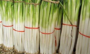 大葱种植利润如何？大葱行业市场投资前景分析