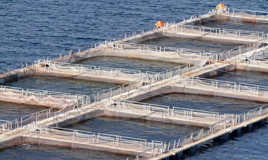 2024海洋渔业行展现状及未来发展方向、趋势分析