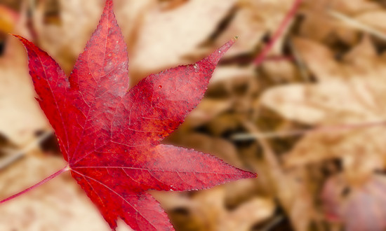 叶黄素行业市场怎样?叶黄素市场发展分析