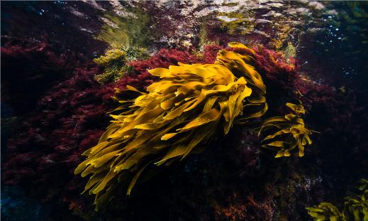 2024年海藻提取物行业市场现状与发展前景