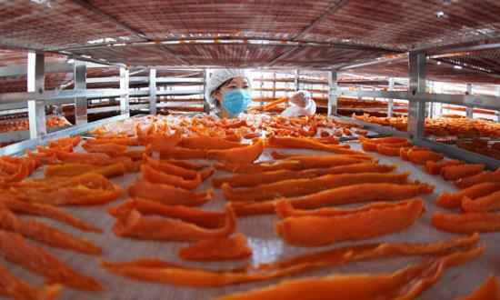 红薯深加工行业产业链分析及经济价值研究2024