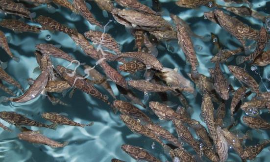 水产苗种培育市场投资环境与发展趋向：我国水产养殖种类达300种以上