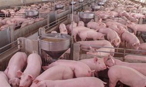 生猪养殖或实现扭亏为盈：4月第2周全国生猪平均价格同比上涨5.3%