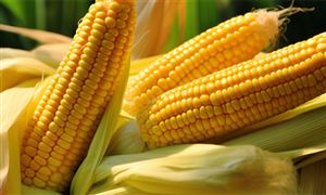 2024年玉米种植行业市场竞争形势及供需规模预测 落实全国玉米单产提升工程项目实施工作