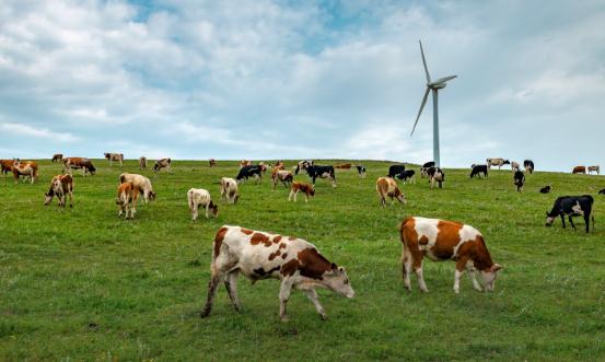 2024畜牧业行业现状及市场整体规模、供需格局分析