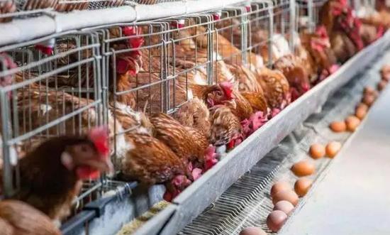 畜禽养殖行业发展分析：畜牧业步入绿色高质量发展快车道