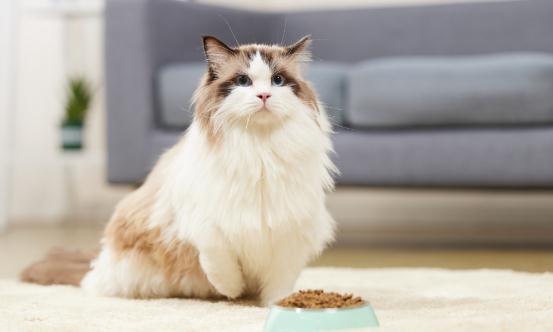 2024中国宠物寄存处行业发展现状及市场前瞻、未来投资分析