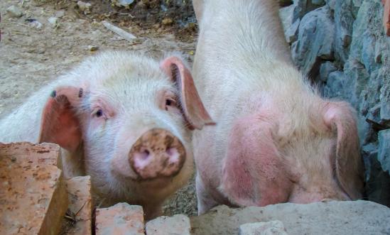 2024年国内中兽药行业发展现状分析及需求调研