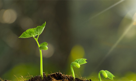 植物生长调节剂行业市场规模及发展潜力