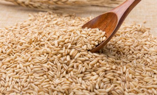 燕麦种植市场未来发展空间及规划分析 其市场需求将持续增长