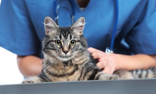 2024宠物药品行业市场分析及产业链构成