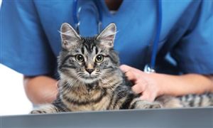 2024宠物药品行业市场分析及产业链构成