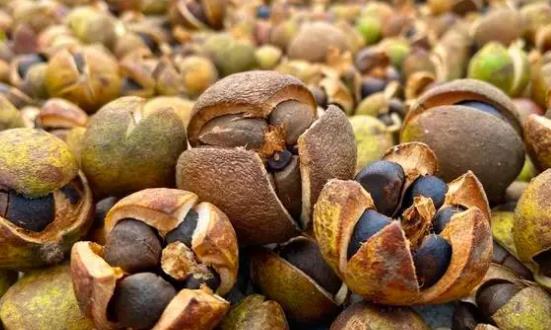 油茶行业深度调研及投资机会：油茶深加工领域具有广阔前景