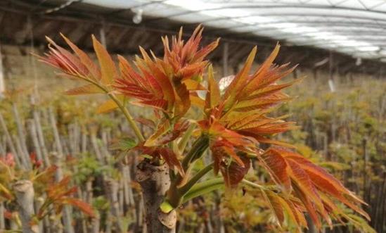 香椿市场需求旺盛 2024香椿种植市场收益空间