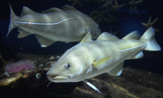 深水鱼行业市场分析与投资价值2024