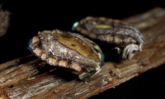 鲍鱼行业市场发展现状及供需格局、企业品牌分析