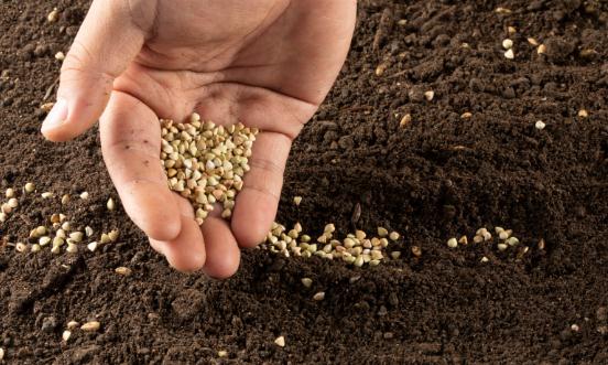 中国种子行业市场分析 行业将更加注重绿色可持续发展