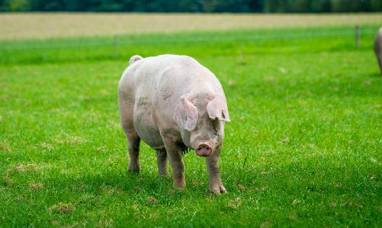 生物饲料行业发展现状及发展趋势分析2024