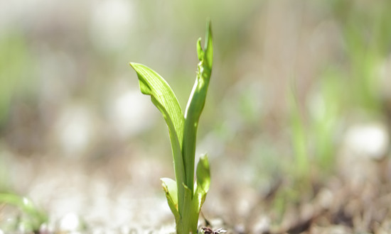 中国紫杉醇行业市场发展现状及未来前景分析