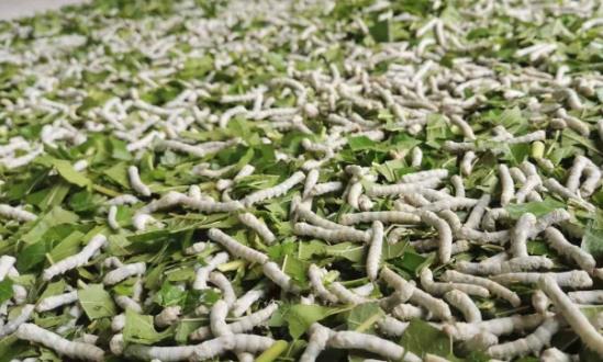 桑蚕行业经济价值 国内桑蚕养殖面积每年增加20%以上