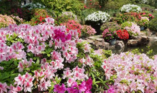 花卉产业现状及产业链构成分析