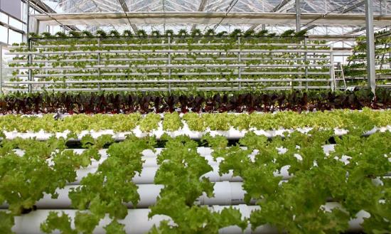 有机农业行业市场机遇和挑战