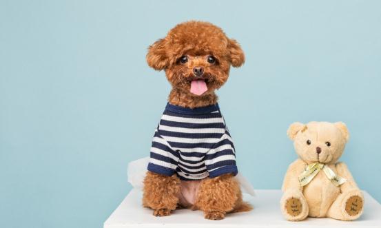 宠物服务市场未来发展趋势 行业服务项目越来越多样化