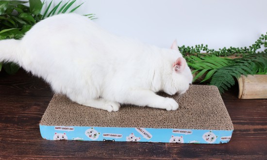 2024年中国宠物用品及服务行业的市场发展现状及发展趋势