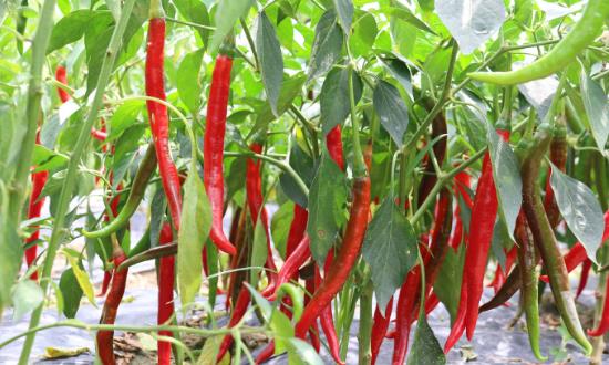 辣椒种植行业市场现状分析、成本收益分析2024