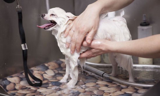 2024年中国宠物服务行业的产业链上下游结构及发展前景