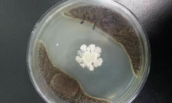 微生物脱臭行业发展前景研究、趋势调研