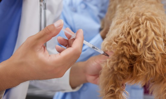 2024年中国宠物用疫苗行业的产业链上下游结构及重点企业情况